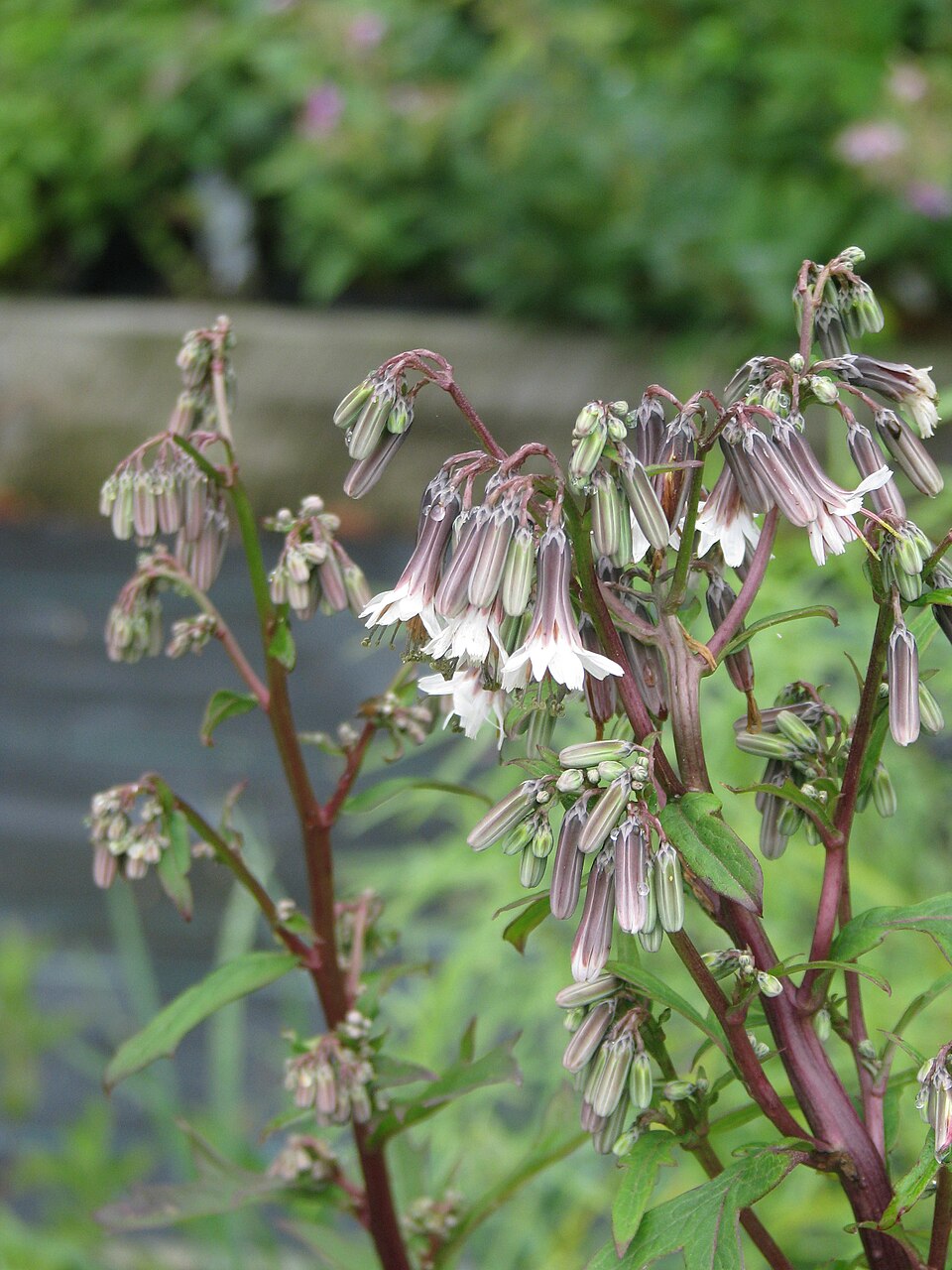 Nabalus albus (white rattlesnake root) (alternate view 7)