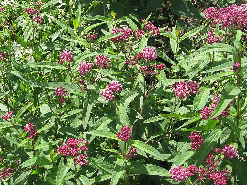 Asclepias incarnata (Swamp Milkweed) (alternate view 10)