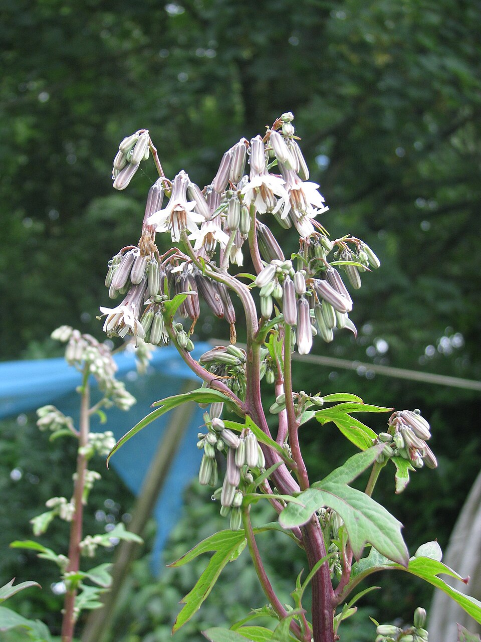Nabalus albus (white rattlesnake root) (alternate view 8)