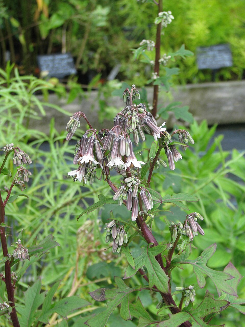 Nabalus albus (white rattlesnake root) (alternate view 9)