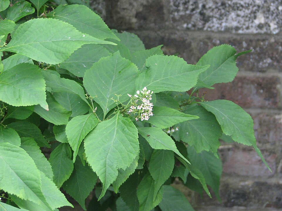 Callicarpa (Beautyberries)