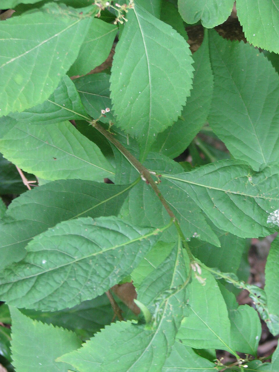 Callicarpa (Beautyberries) (alternate view 2)