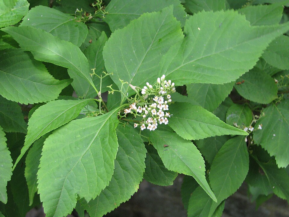 Callicarpa (Beautyberries) (alternate view 3)