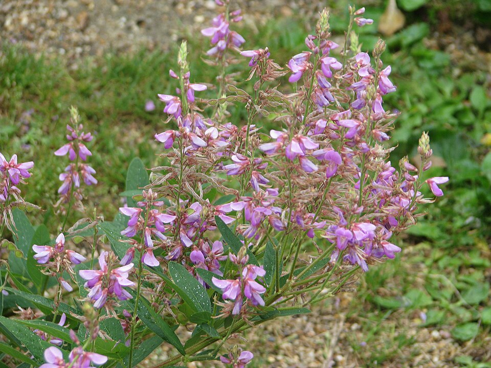 Desmodium canadense (showy tick-trefoil) (alternate view 9)