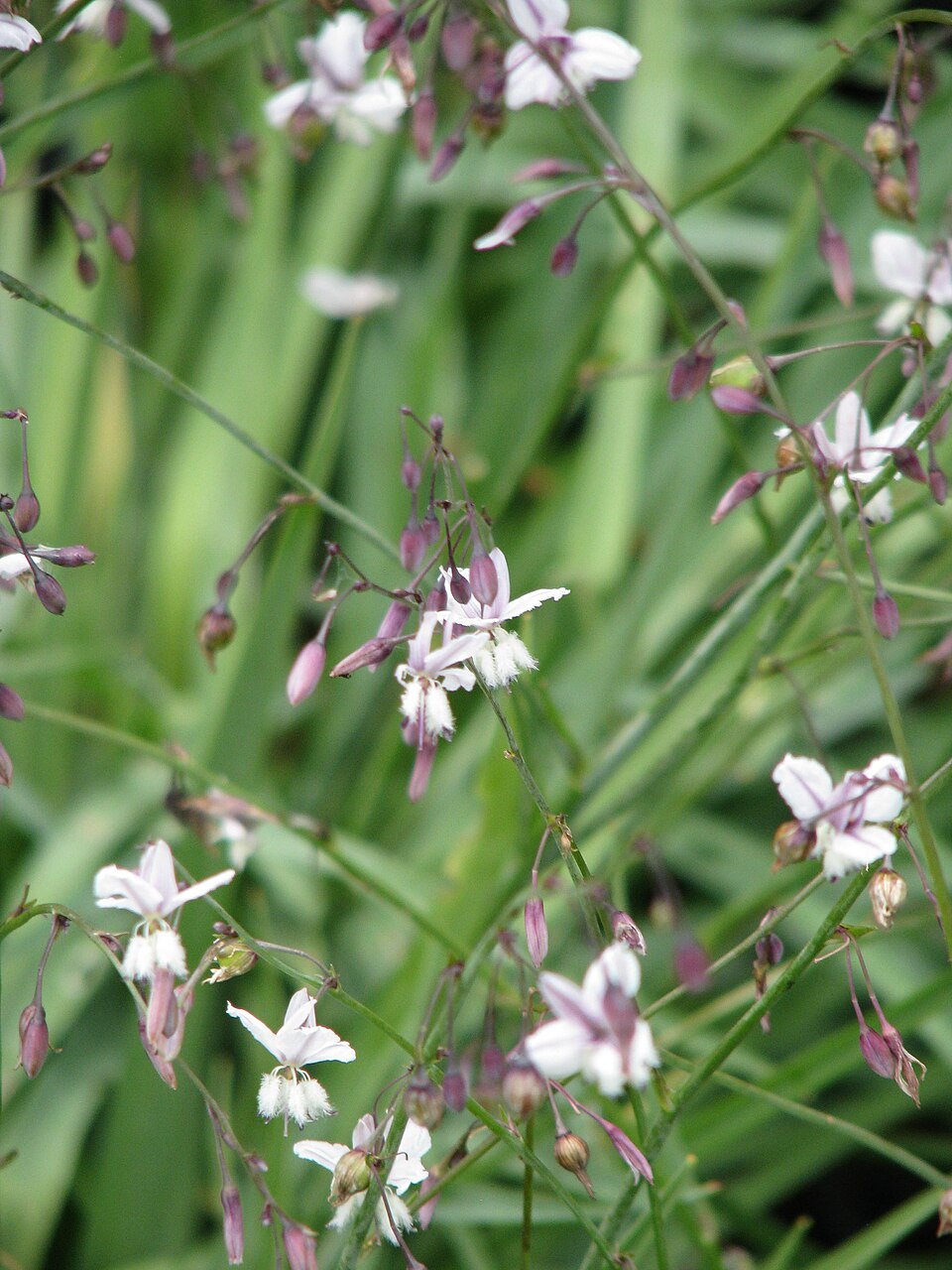 Arthropodium milleflorum (pale vanilla lily) (alternate view 3)