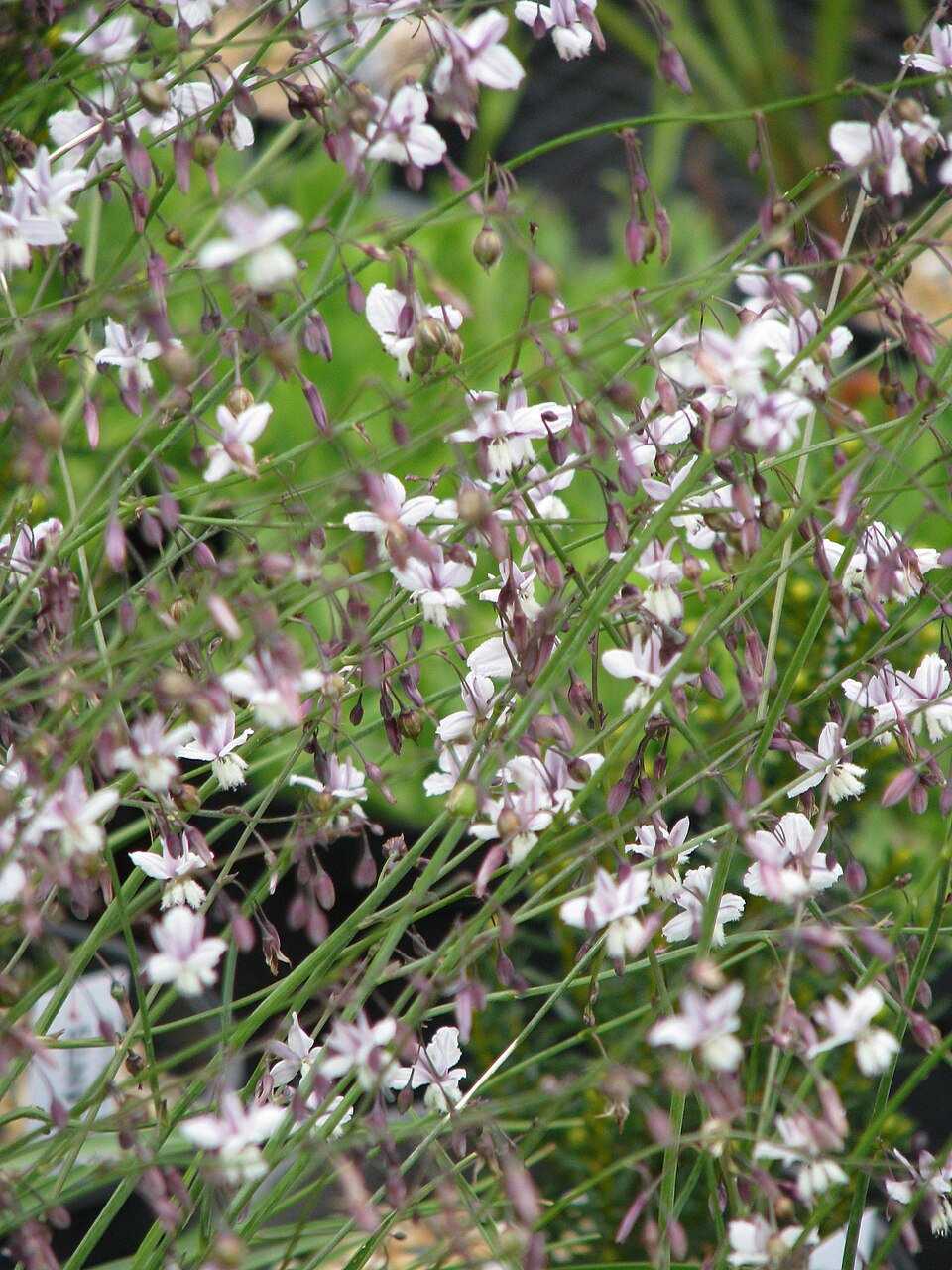 Arthropodium milleflorum (pale vanilla lily) (alternate view 4)