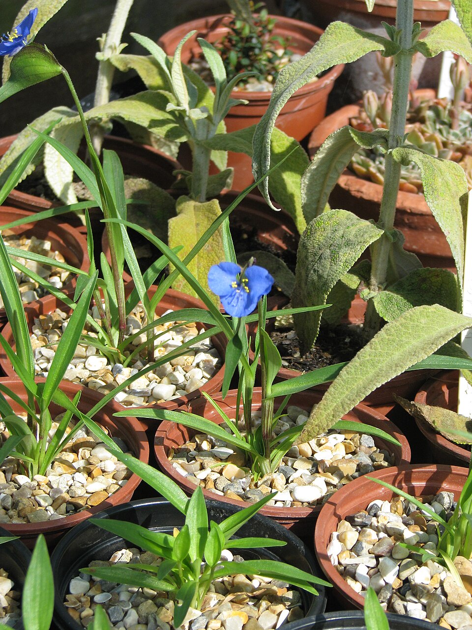 Commelina dianthifolia (Birdbill Dayflower) (alternate view 8)