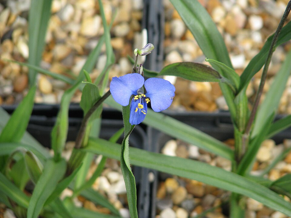 Commelina dianthifolia (Birdbill Dayflower) (alternate view 9)