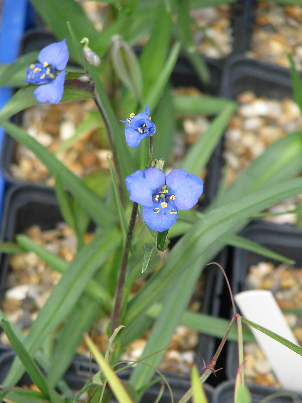 Commelina dianthifolia (Birdbill Dayflower) (alternate view 10)