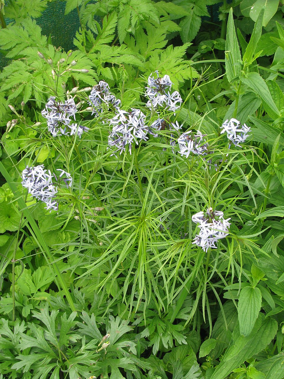 Amsonia hubrichtii (Arkansas Bluestar) (alternate view 7)
