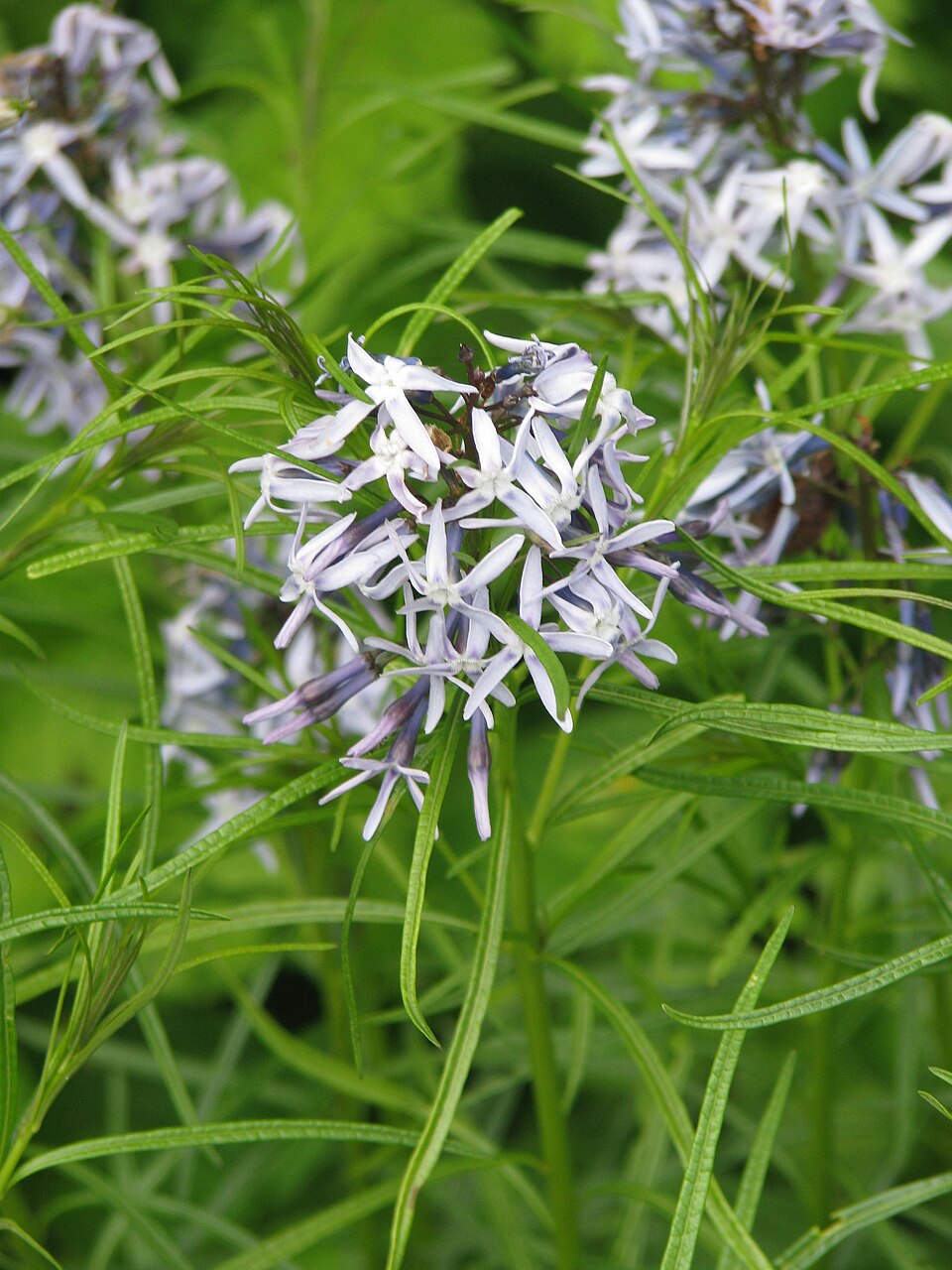 Amsonia hubrichtii (Arkansas Bluestar) (alternate view 8)
