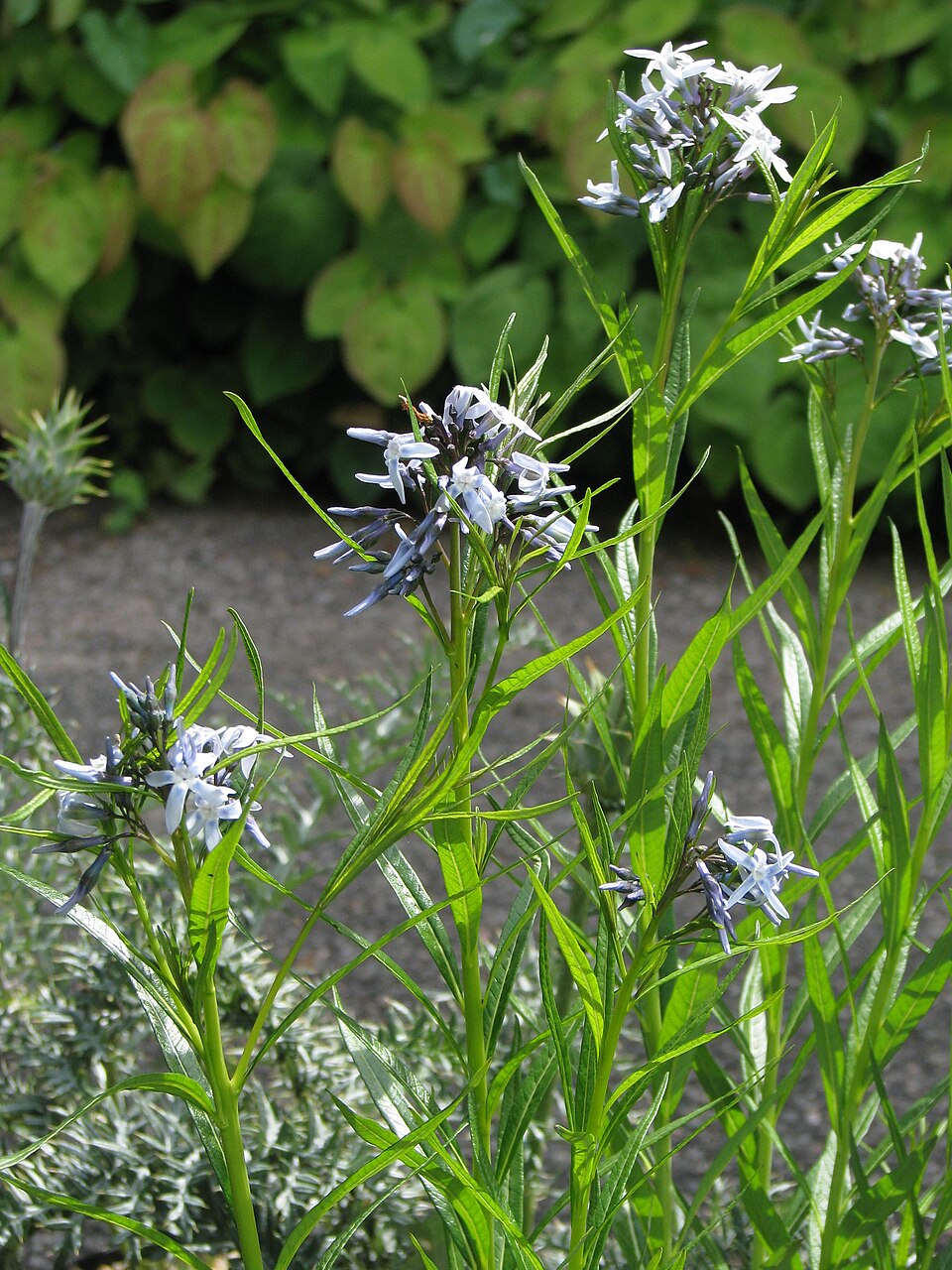 Amsonia hubrichtii (Arkansas Bluestar) (alternate view 9)