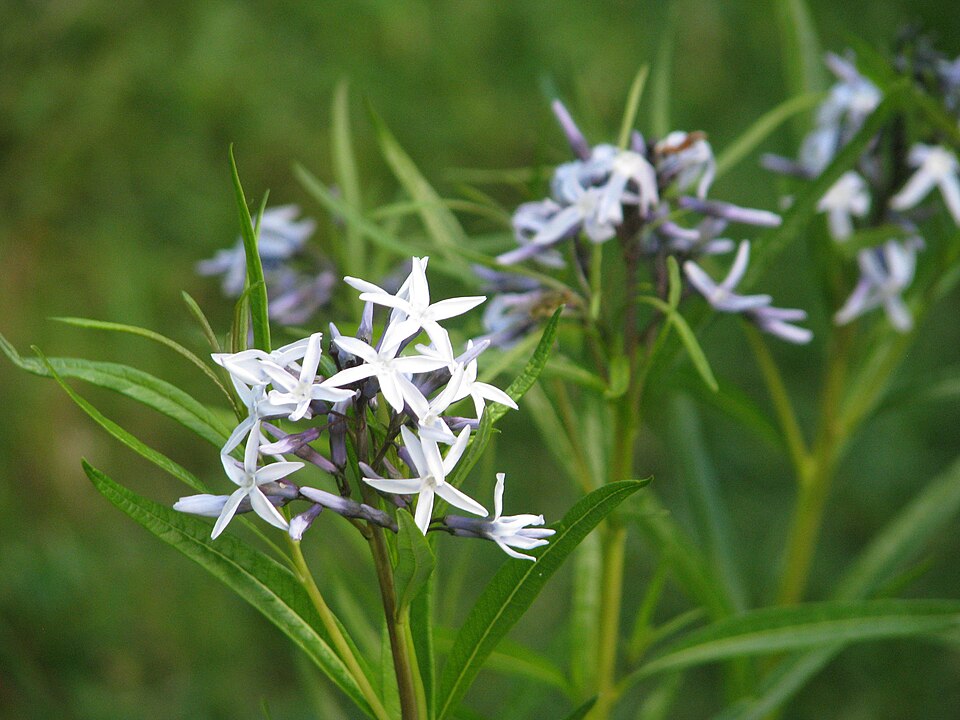 Amsonia hubrichtii (Arkansas Bluestar) (alternate view 10)