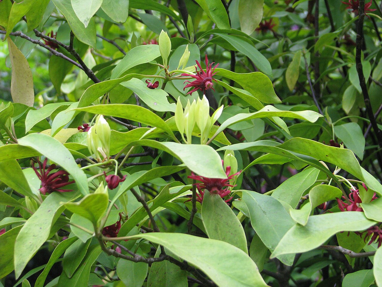 Illicium floridanum, Florida anise — upright evergreen (Schisandraceae) (image 10 of 10)