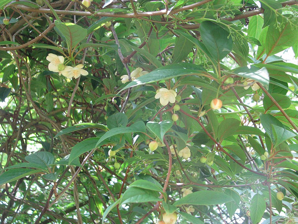 Schisandra chinensis (Five-flavor Berry)