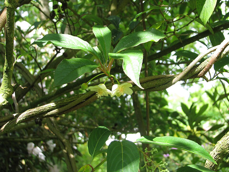 Schisandra chinensis (Five-flavor Berry)
