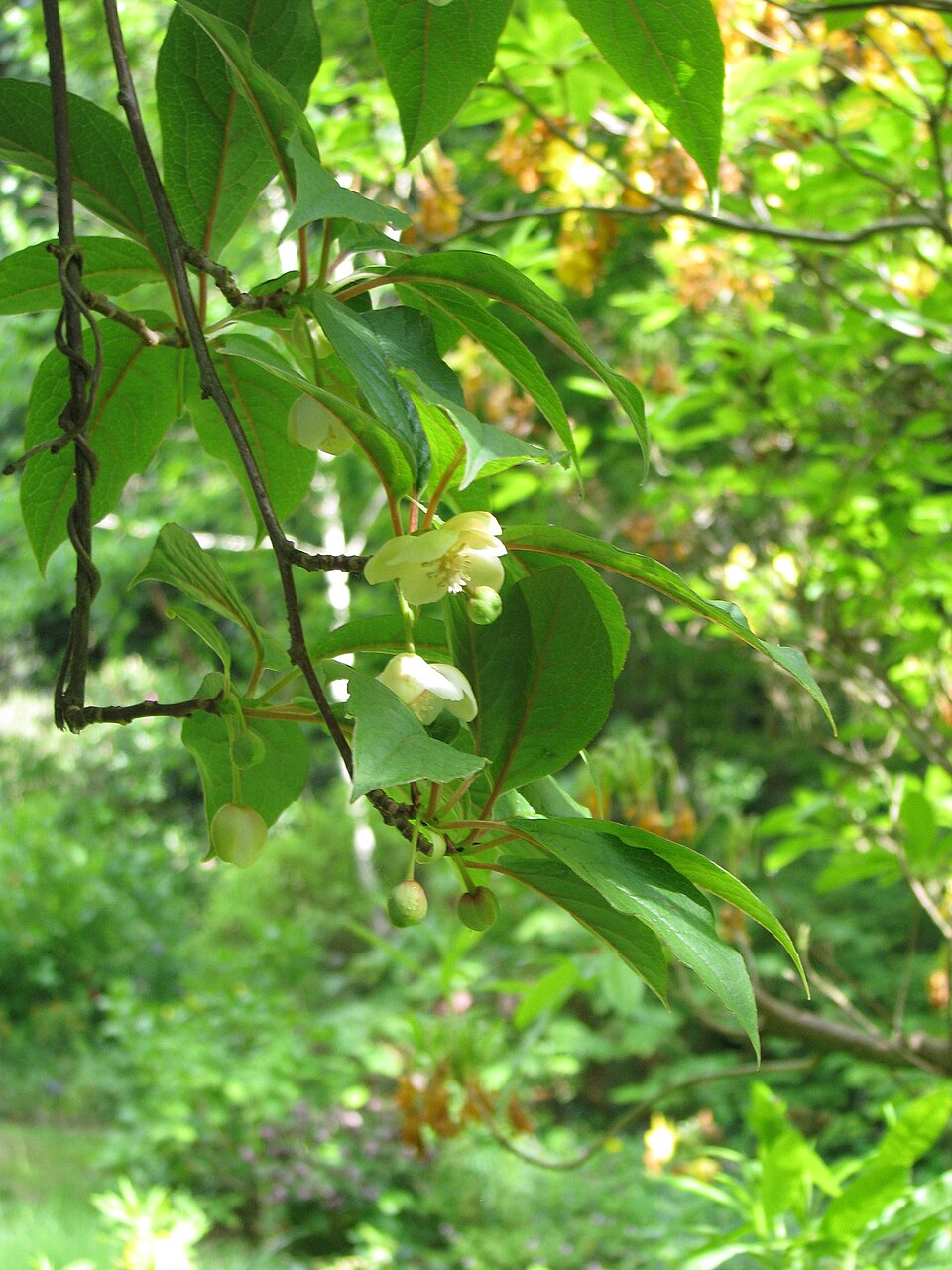 Schisandra chinensis (Five-flavor Berry)