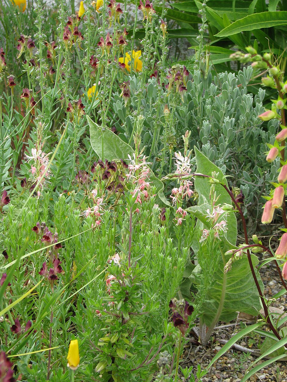 Oenothera suffrutescens (Scarlet Beeblossom) (alternate view 9)