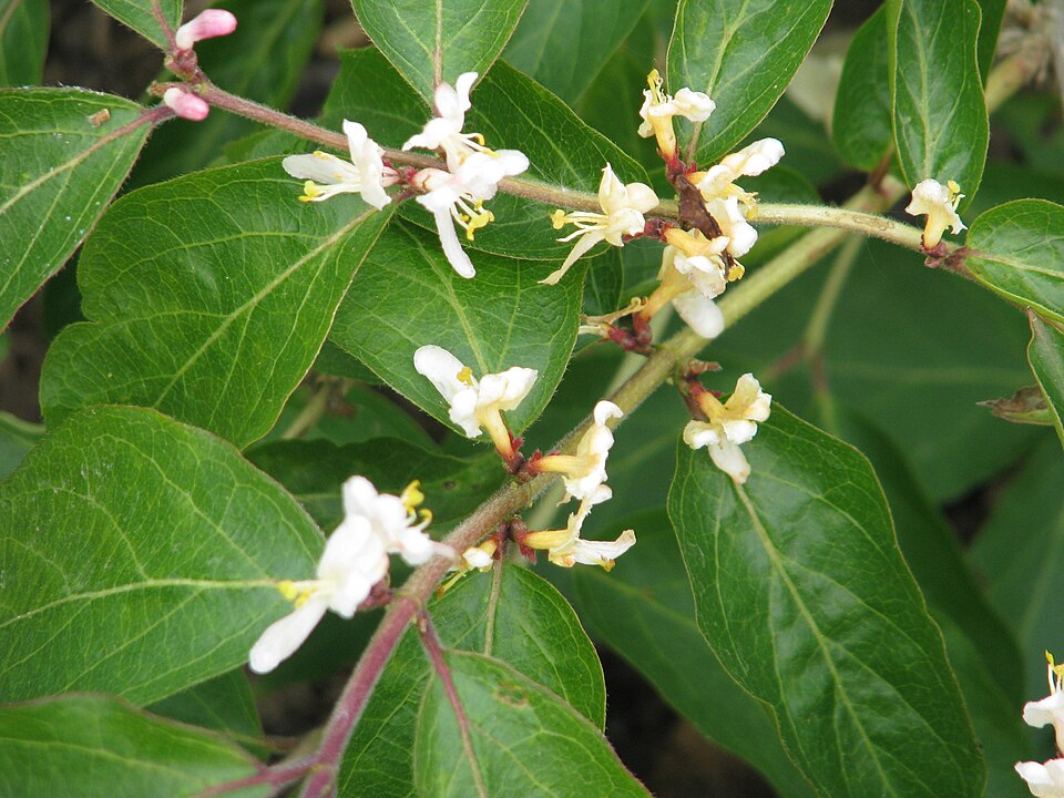 Lonicera morrowii (Morrow's honeysuckle)