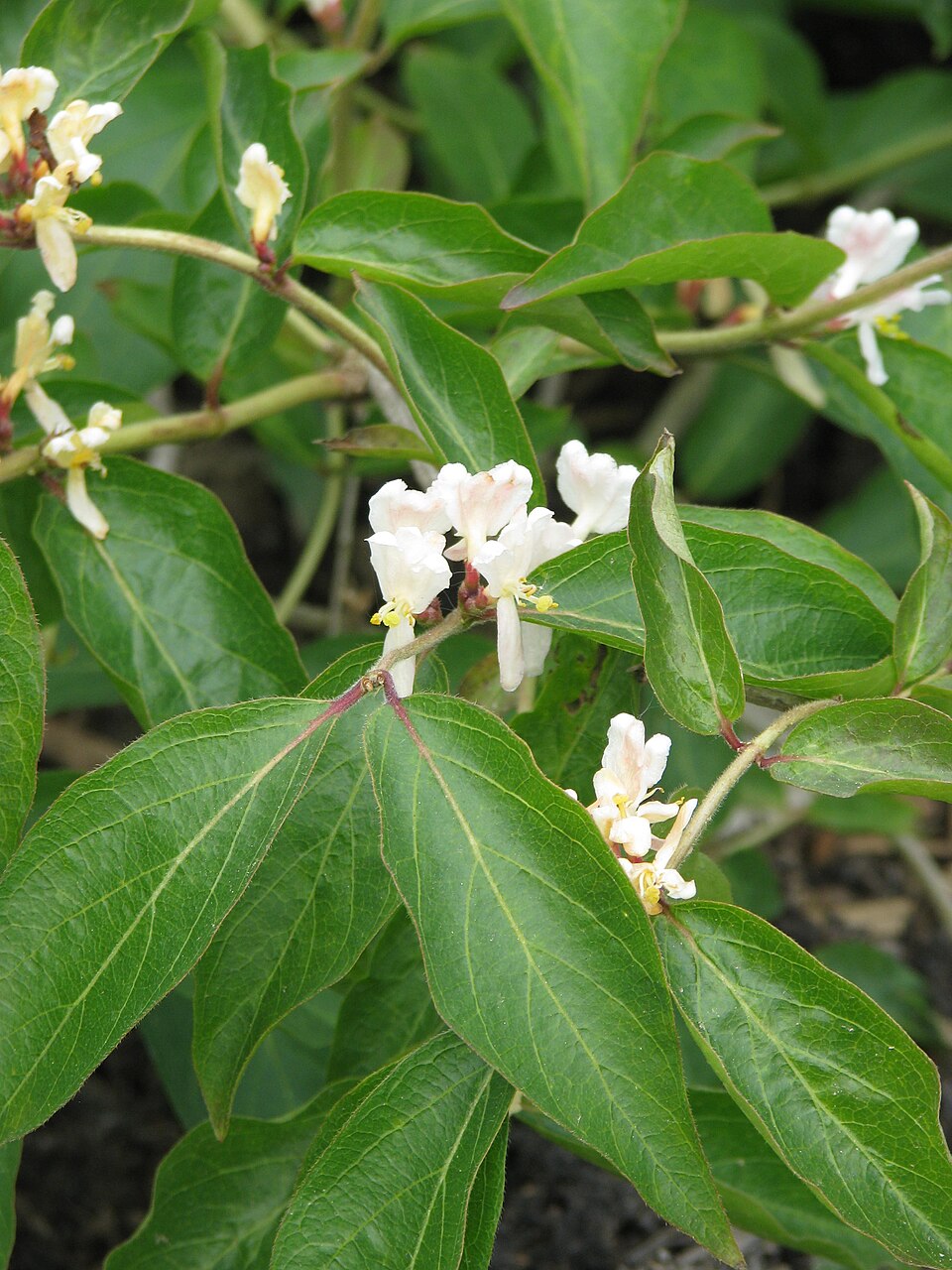 Lonicera morrowii (Morrow's honeysuckle)