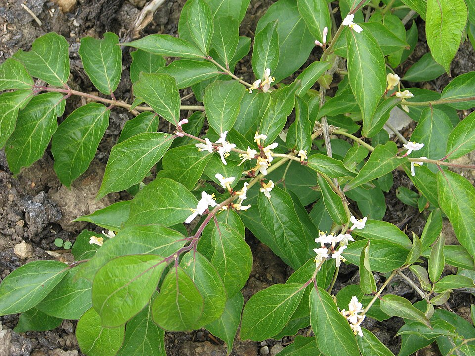 Lonicera morrowii (Morrow's honeysuckle)