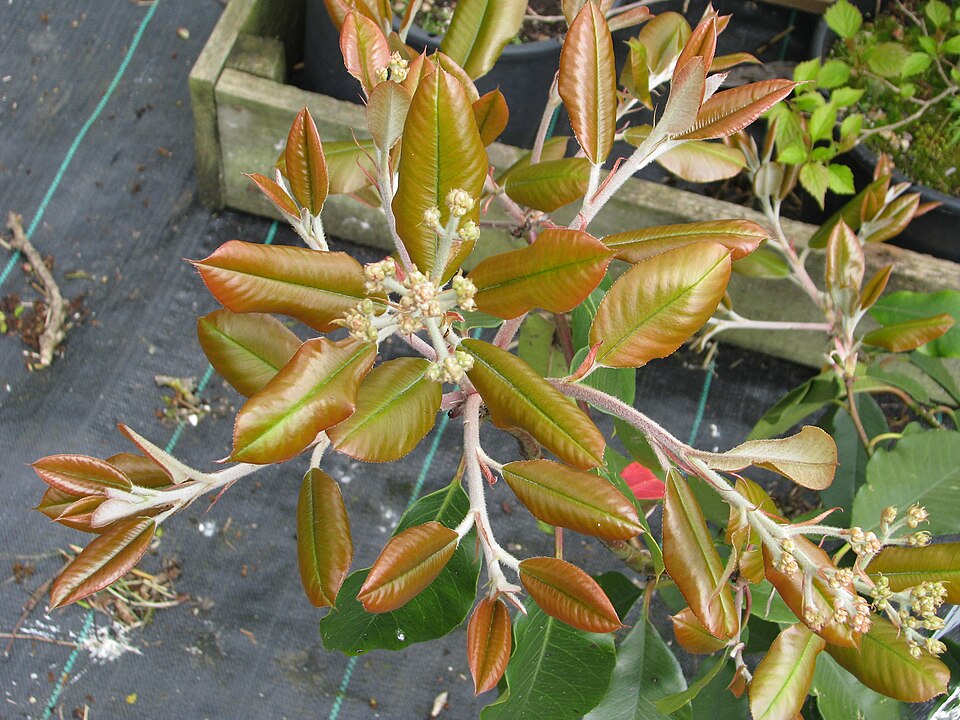 Photinia (Christmas berries)