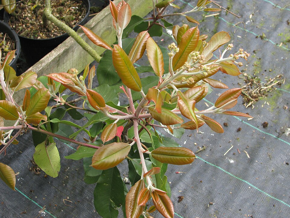 Photinia (Christmas berries) (alternate view 2)