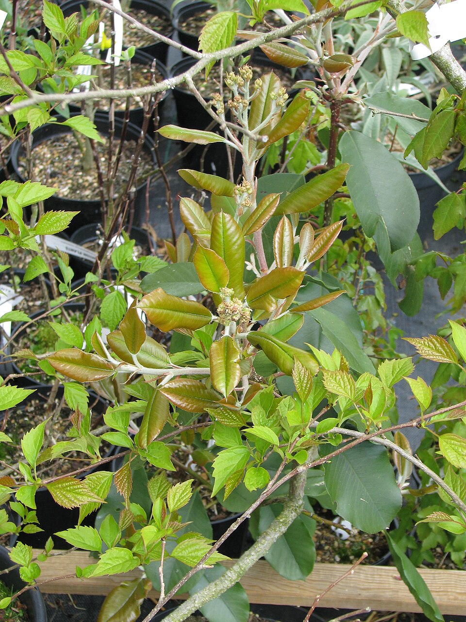 Photinia (Christmas berries) (alternate view 3)