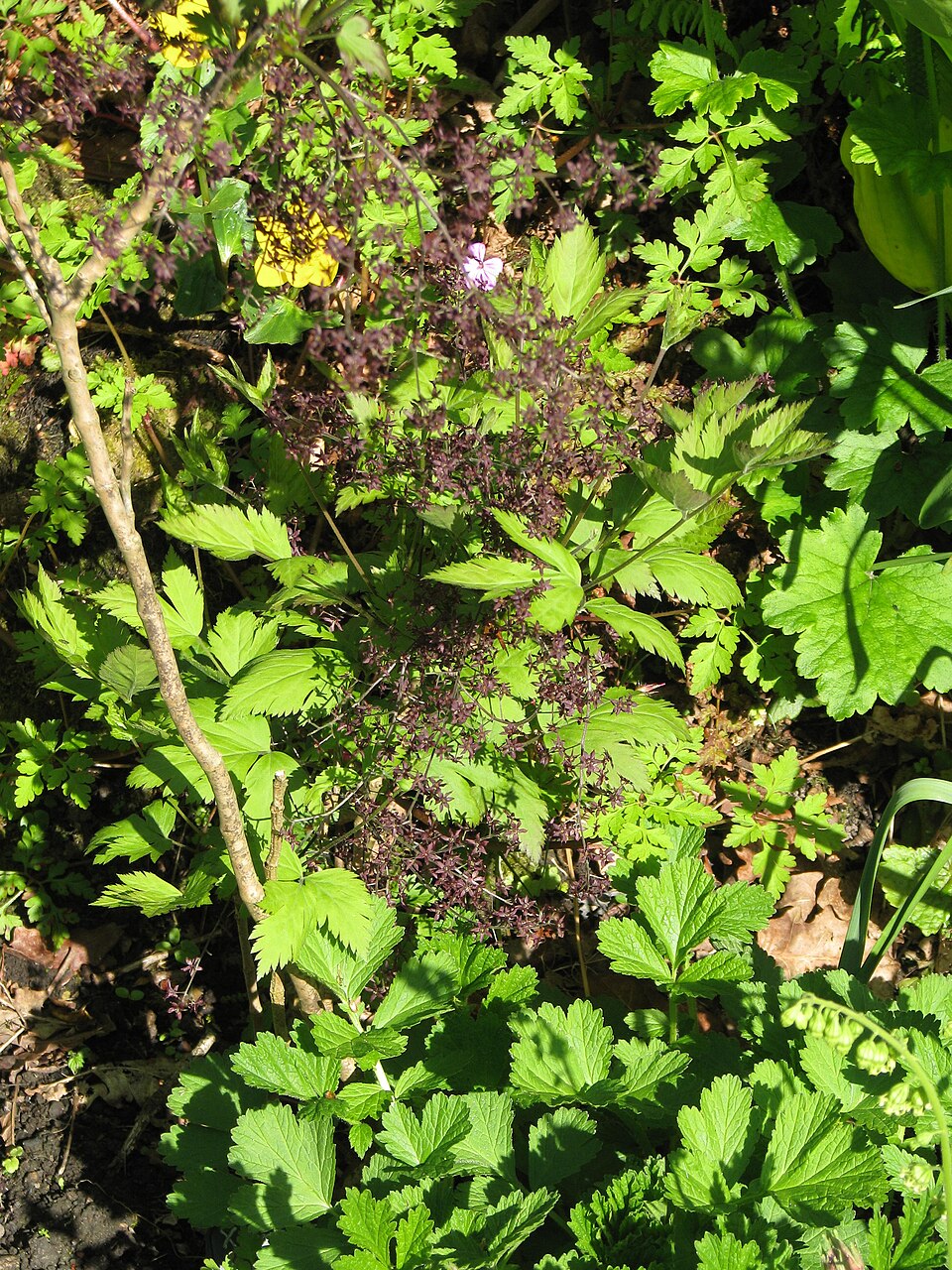 Xanthorhiza simplicissima (Shrub Yellowroot) (alternate view 7)