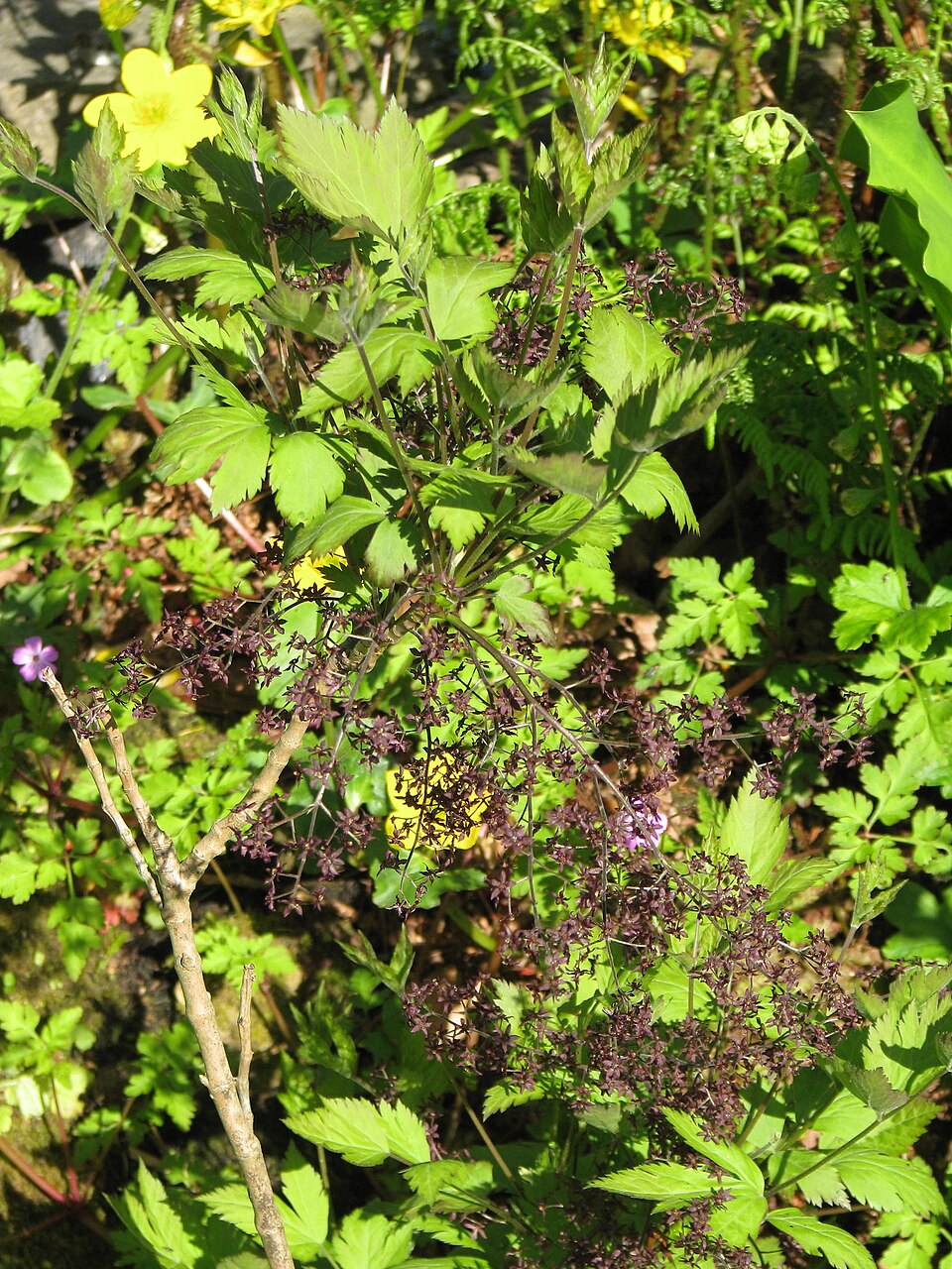 Xanthorhiza simplicissima (Shrub Yellowroot) (alternate view 8)