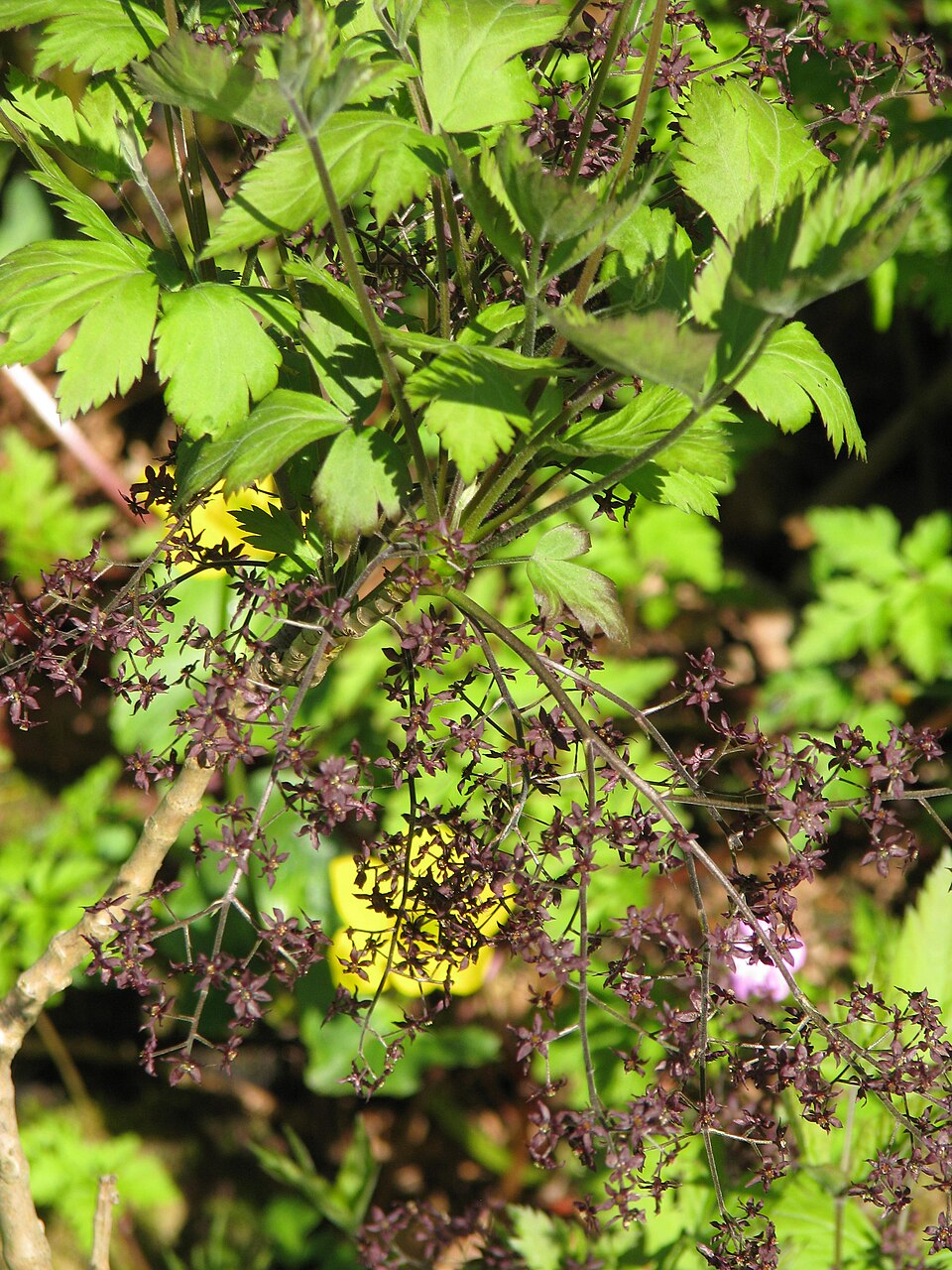 Xanthorhiza simplicissima (Shrub Yellowroot) (alternate view 9)