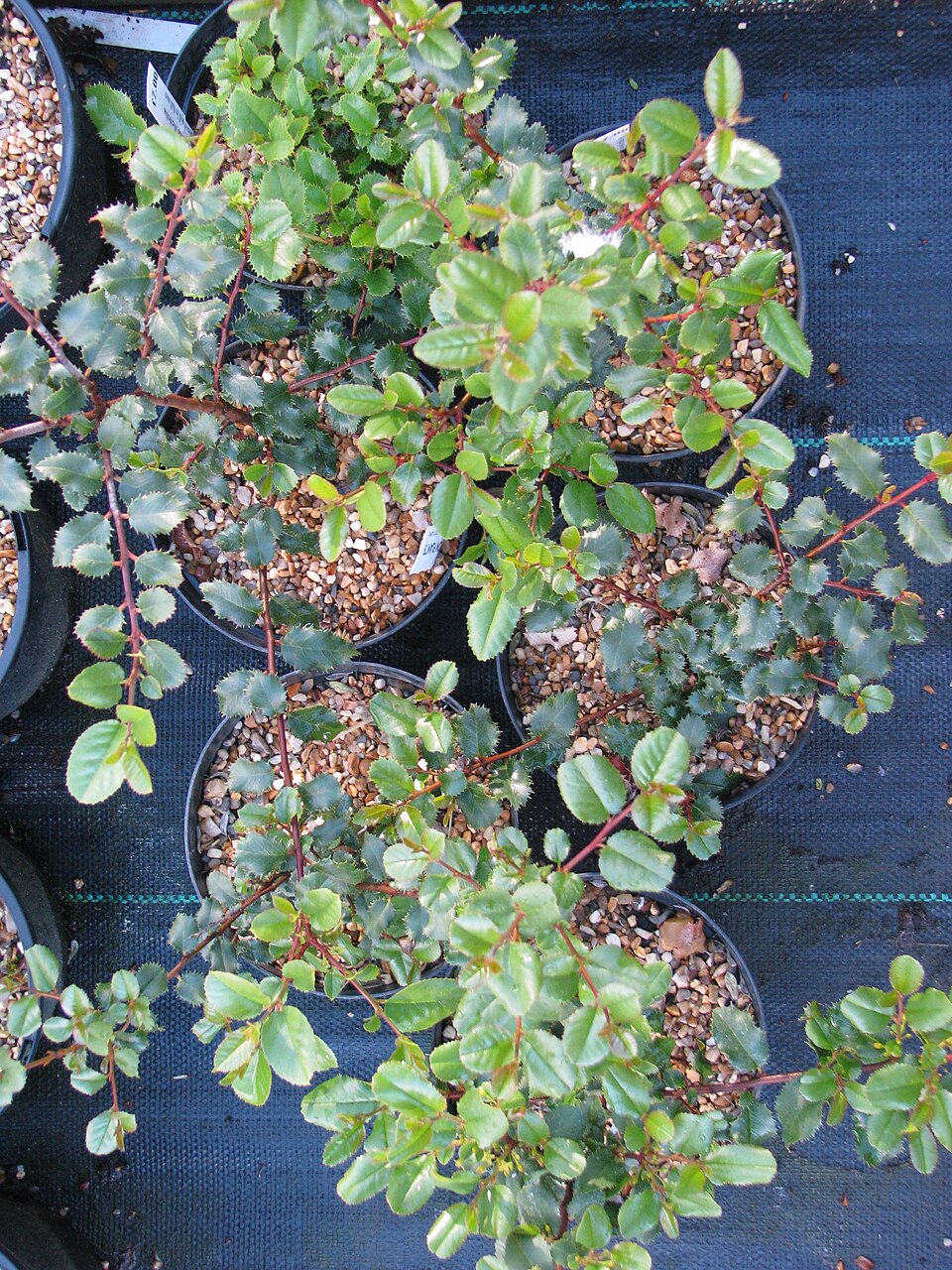 Rhamnus ilicifolia (hollyleaf redberry) (alternate view 9)