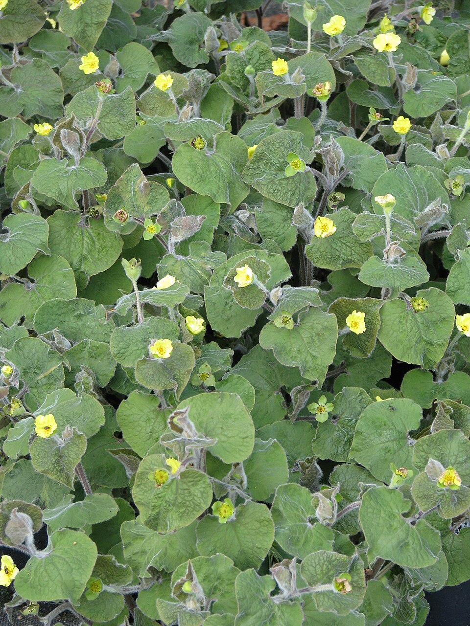 Saruma henryi (upright wild ginger) (alternate view 9)