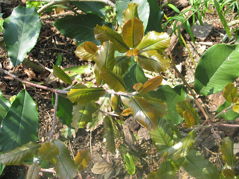 Photinia (Christmas berries) (alternate view 4)