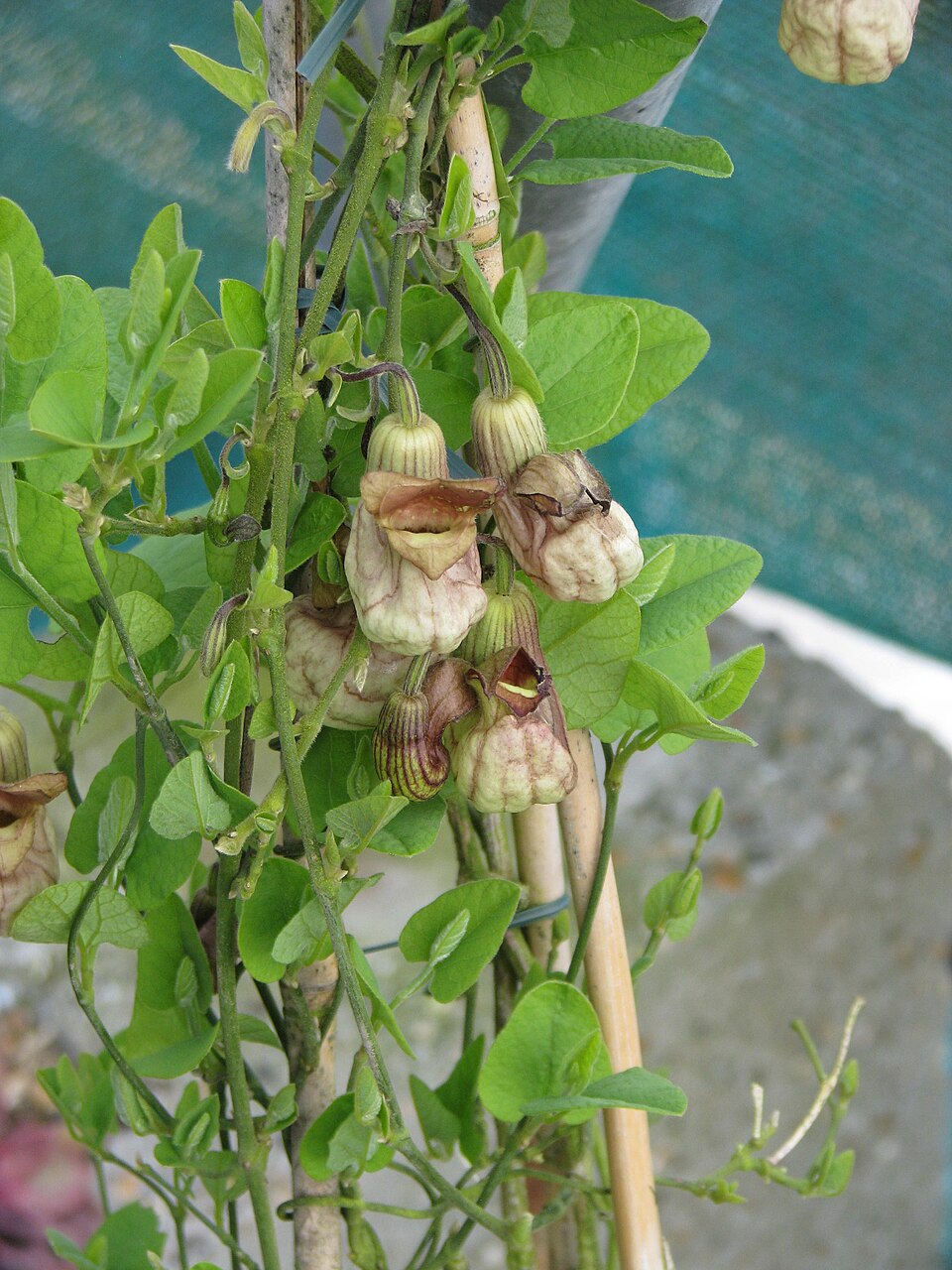 Aristolochia californica (California Dutchman's Pipe) (alternate view 9)