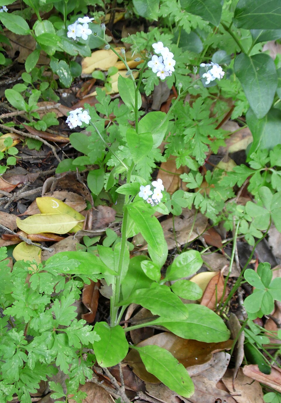Myosotis latifolia (broadleaf forget-me-not) (alternate view 9)