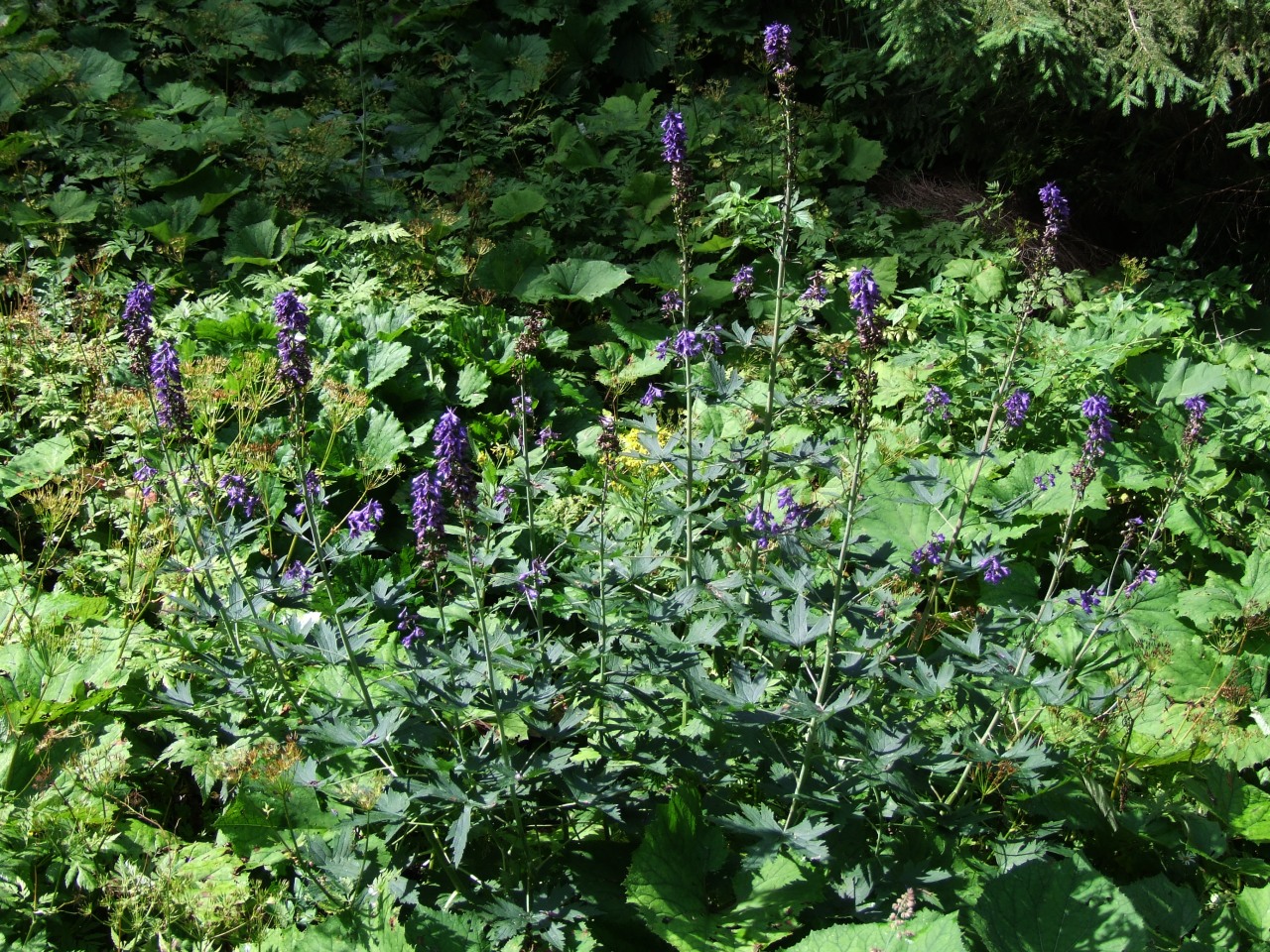 Delphinium elatum, Candle larkspur — upright deciduous (Ranunculaceae) (image 6 of 9)
