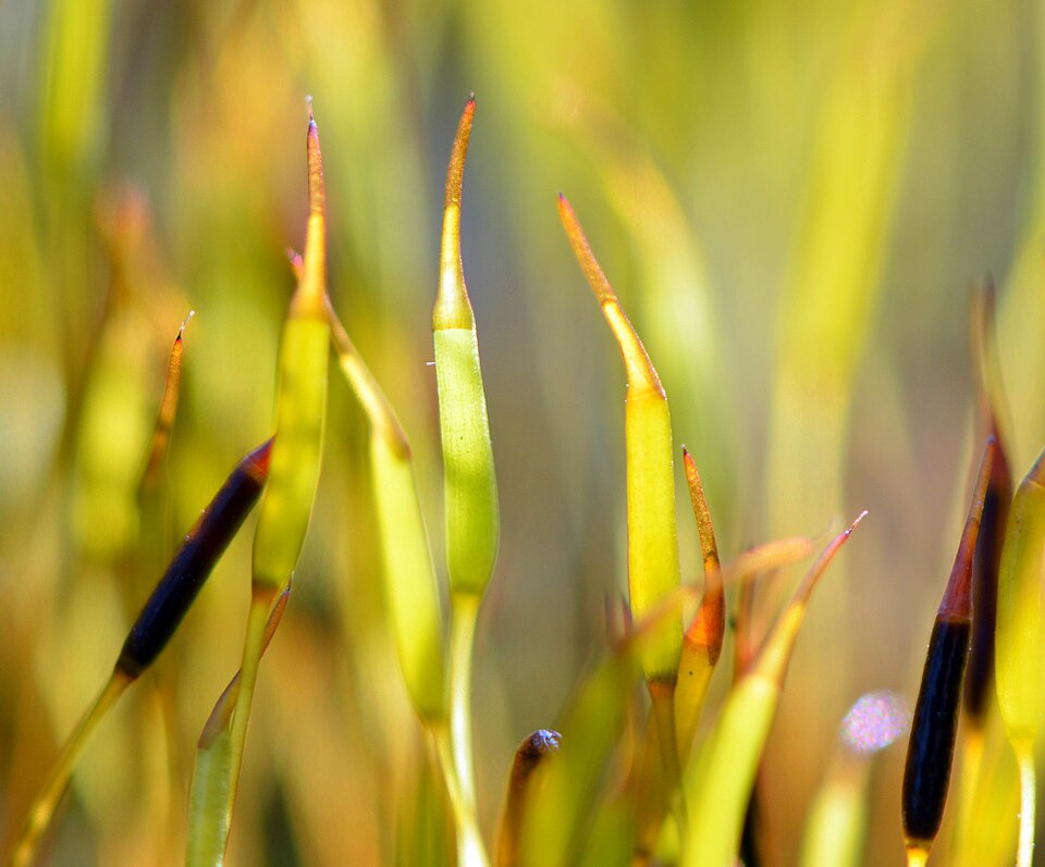 Tortula muralis (Wall Screw-moss)