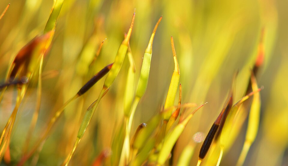 Tortula muralis (Wall Screw-moss)