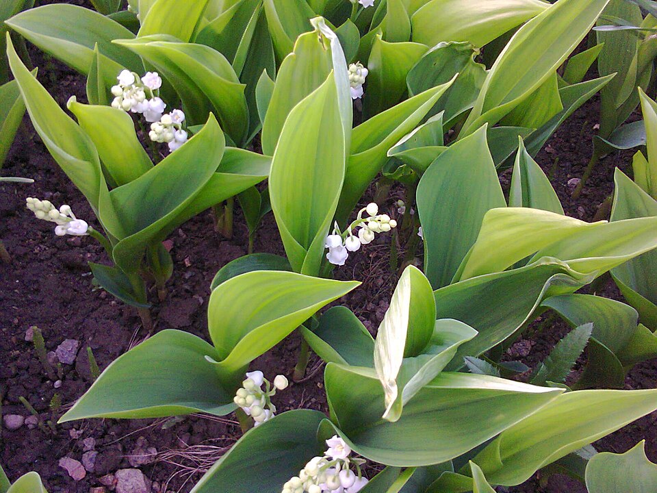 Convallaria majalis (lily of the valley) (alternate view 7)