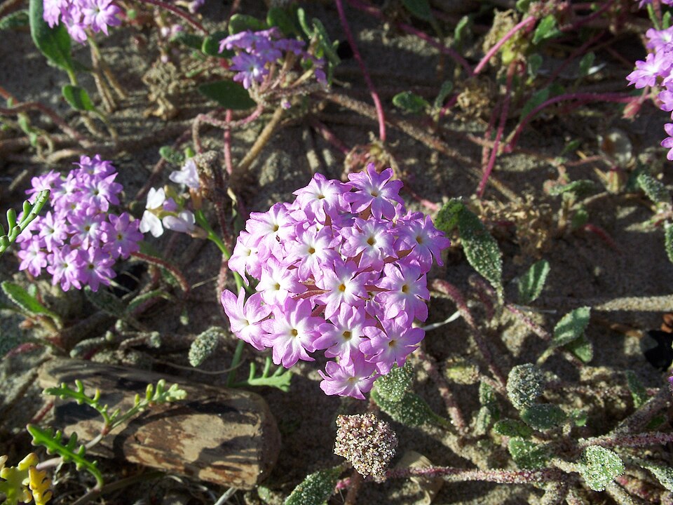 Abronia villosa (desert sand verbena) (alternate view 6)