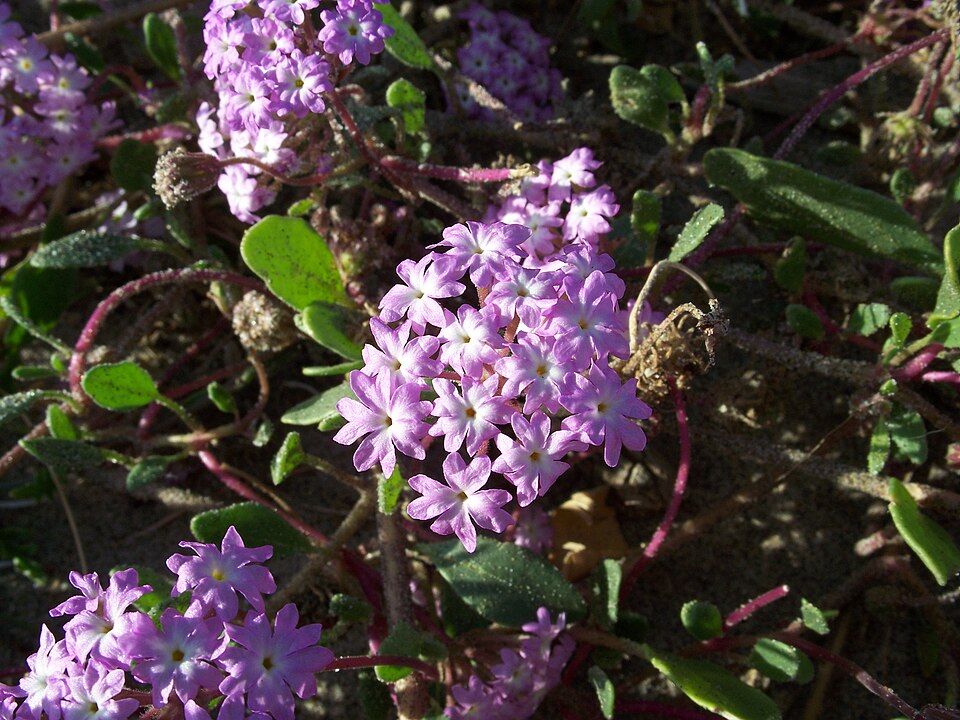 Abronia villosa (desert sand verbena) (alternate view 7)
