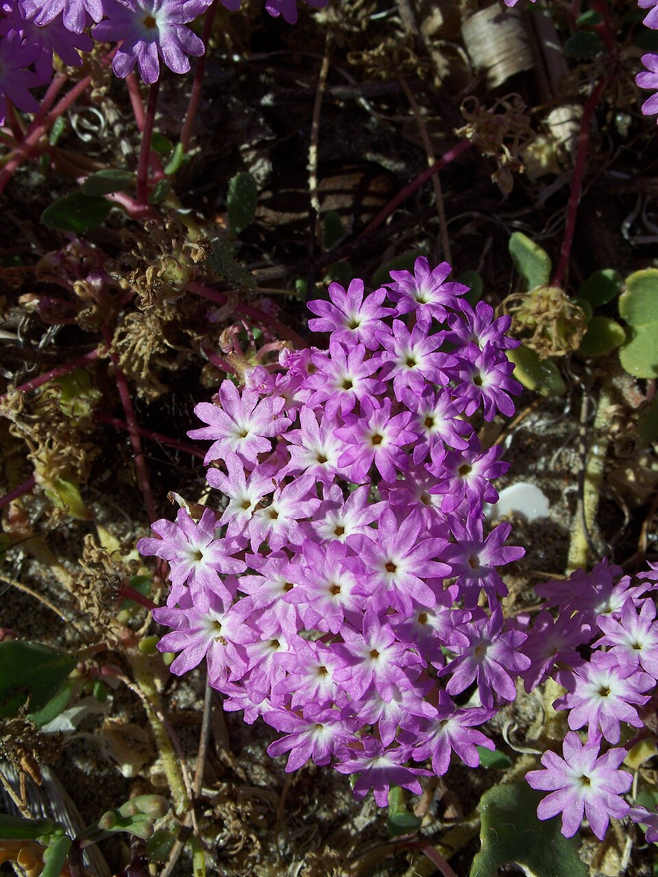 Abronia villosa (desert sand verbena) (alternate view 8)