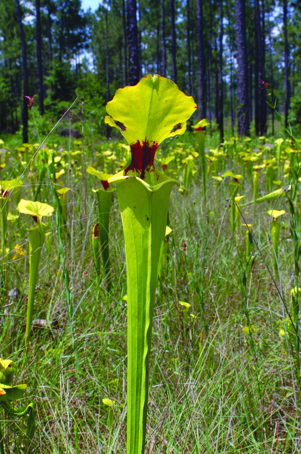 Sarracenia flava (yellow pitcher plant) (alternate view 8)
