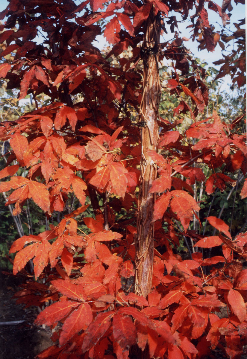 Acer triflorum (Three-flower Maple) (alternate view 9)