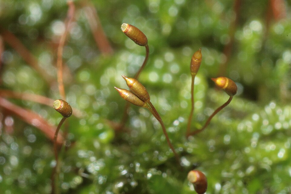 Hypnum cupressiforme (Cypress-leaved Plait-moss)