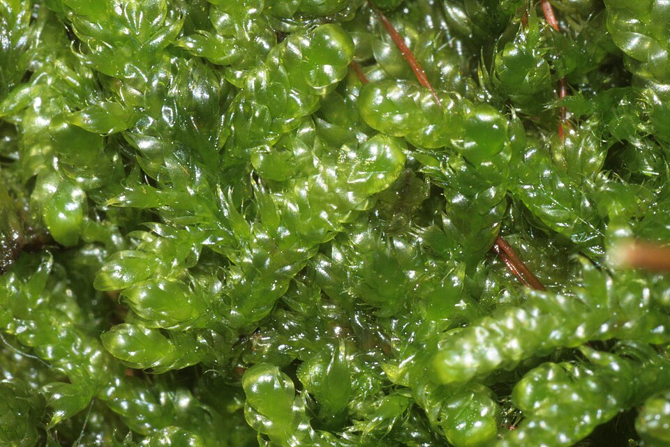 Hypnum cupressiforme (Cypress-leaved Plait-moss)