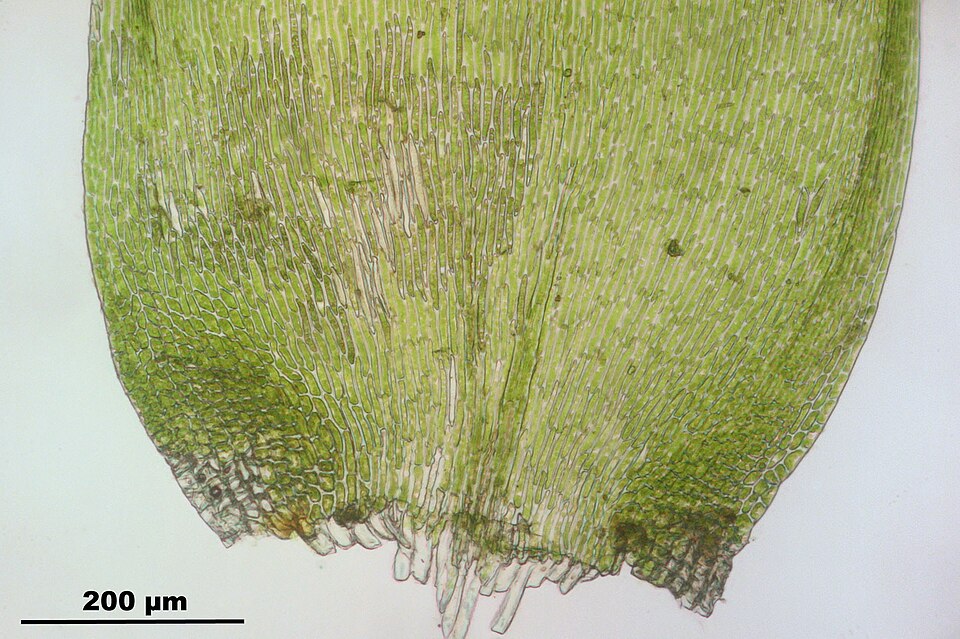 Hypnum cupressiforme (Cypress-leaved Plait-moss)