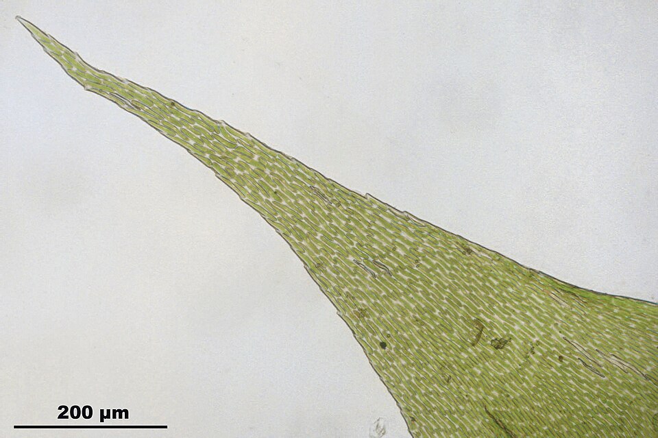 Hypnum cupressiforme (Cypress-leaved Plait-moss)