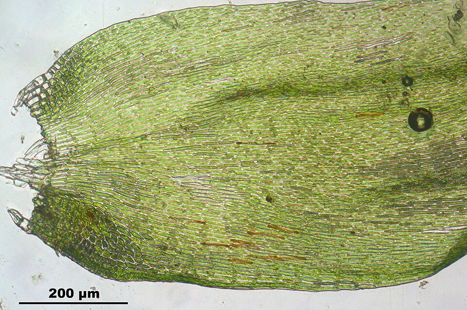 Hypnum cupressiforme (Cypress-leaved Plait-moss)